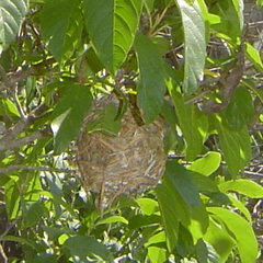 Vireo atricapilla