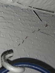 Trichomyrmex destructor