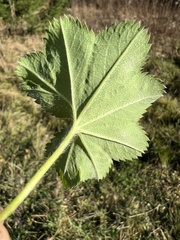 Alchemilla micans