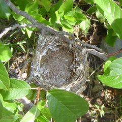 Vireo atricapilla