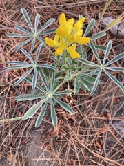 Lupinus luteus