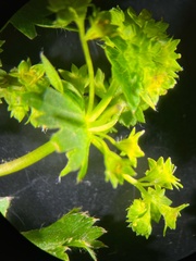 Alchemilla micans