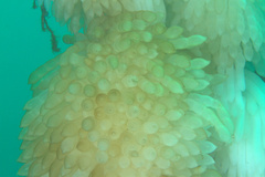 Sepioteuthis lessoniana