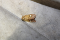 Amphipoea