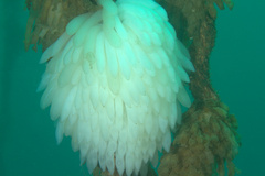 Sepioteuthis lessoniana