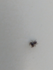 Phidippus