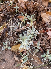 Cerastium tomentosum