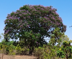 Pterodon emarginatus