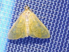Loxomorpha flavidissimalis