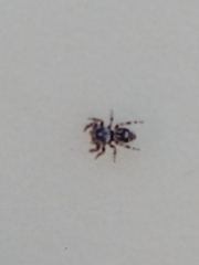 Phidippus