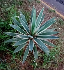 Agave angustifolia