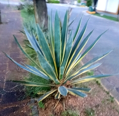 Agave angustifolia