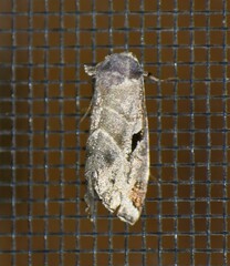 Plagiomimicus pityochromus