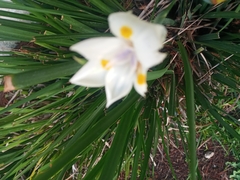 Dietes