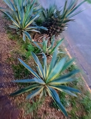 Agave angustifolia