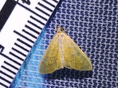 Loxomorpha flavidissimalis