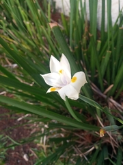 Dietes