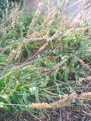 Reseda alba