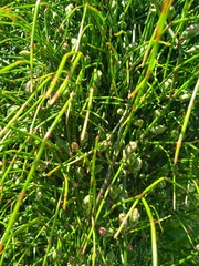 Ephedra tweedieana