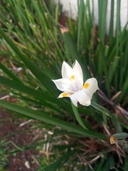Dietes
