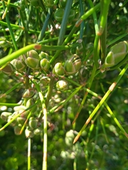 Ephedra tweedieana