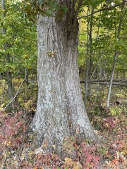 Quercus rubra