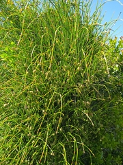 Ephedra tweedieana