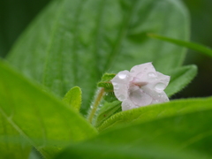 Trichodesma inaequale