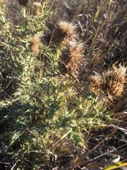 Cirsium undulatum