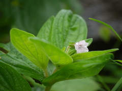 Trichodesma inaequale