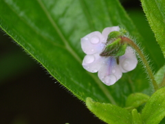 Trichodesma inaequale