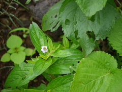 Trichodesma inaequale