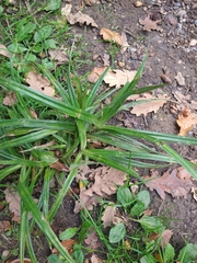 Carex pendula