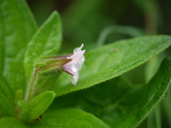 Trichodesma inaequale