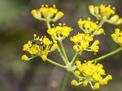 Lasioglossum loetum