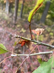 Quercus rubra