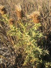 Cirsium undulatum