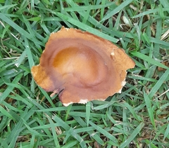 Magonia pubescens