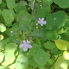 Barleria cristata