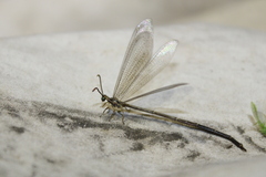 Brachynemurus