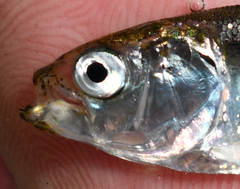 Alosa pseudoharengus