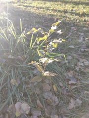 Populus × berolinensis