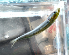 Alosa pseudoharengus
