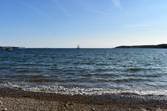 Alosa pseudoharengus