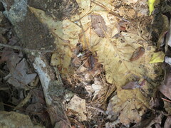 Vaejovis carolinianus