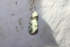 Macrurocampa marthesia