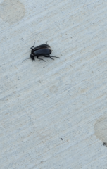 Calosoma marginale