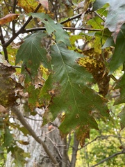 Quercus rubra