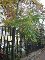 Ailanthus altissima