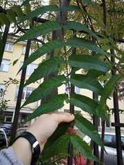 Ailanthus altissima
